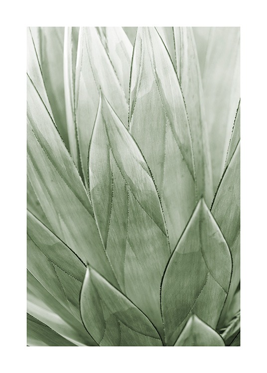 Agave Plant Poster