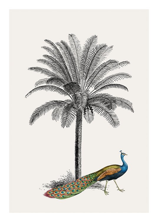 Royal Botanical Peacock Poster