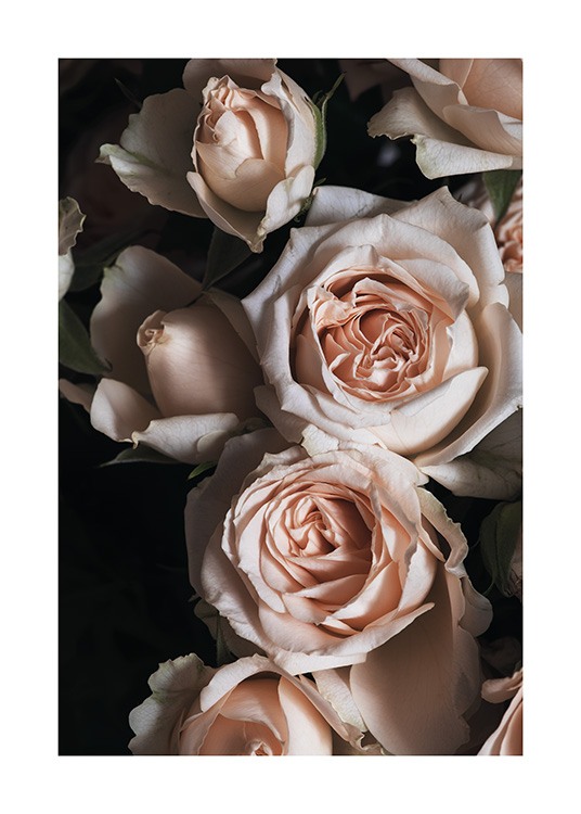 Autumn Roses Poster