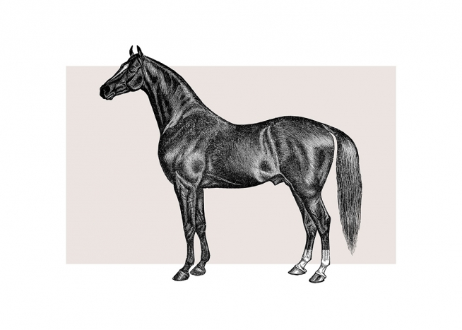 Vintage Horse Poster