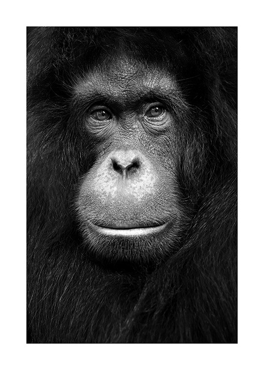 Orangutan Poster