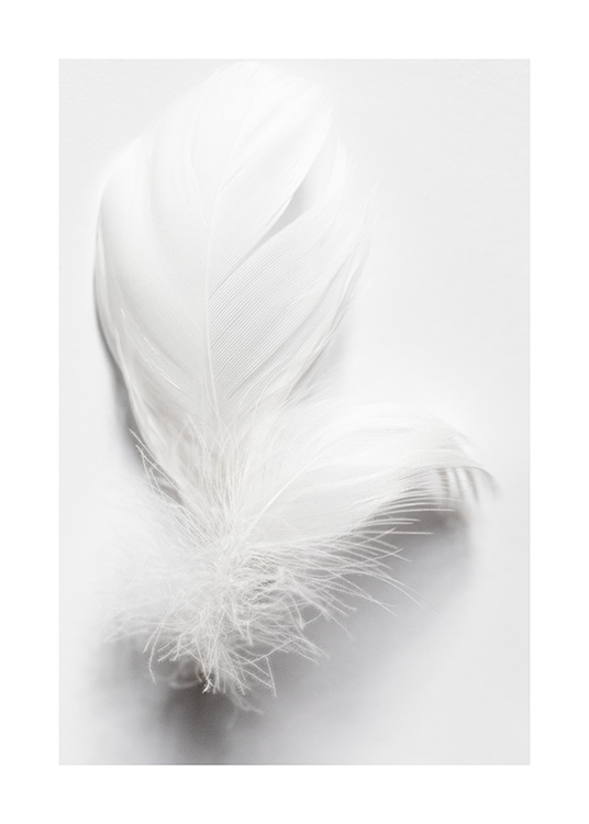 White Feathers Poster