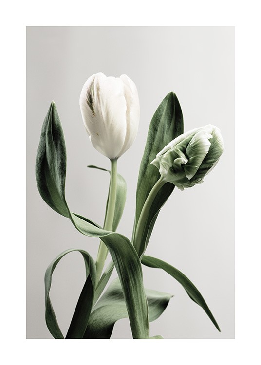 Green Tulips Poster