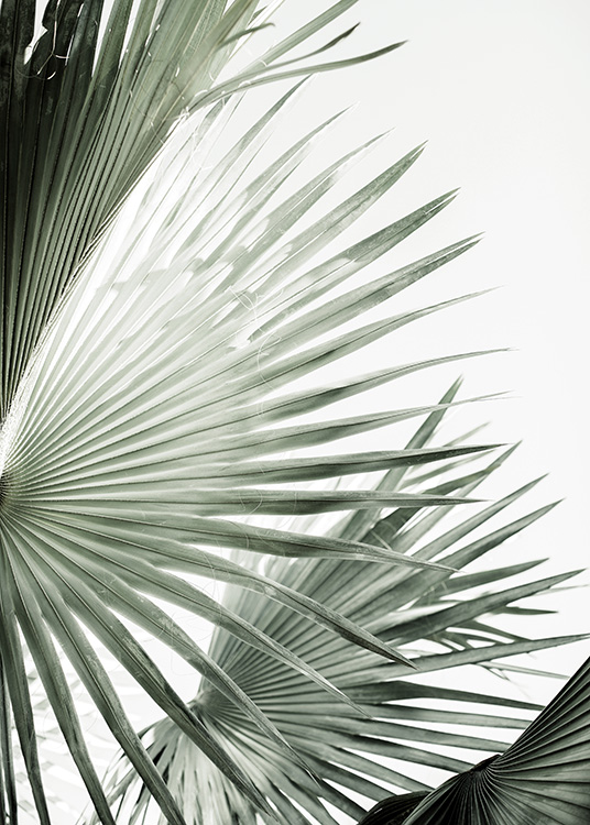 Green Palm Leaves Poster