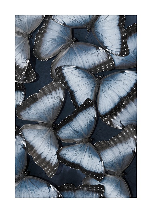 Morpho Butterflies Poster