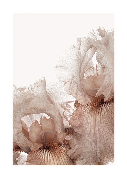 Iris Flowers Poster