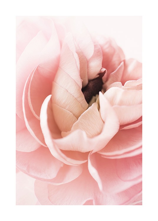 Ranunculus Flower Head Poster