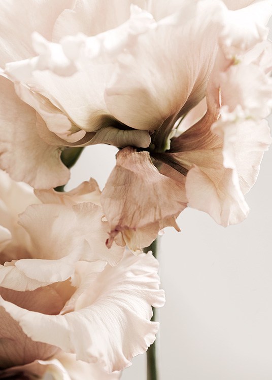 Gentiana Close-up Poster