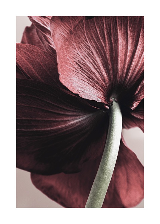 Anemone Flower Poster