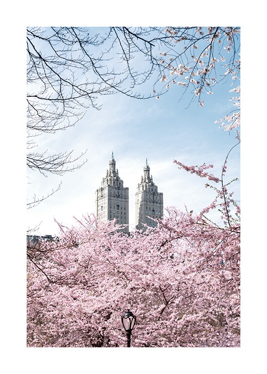  – Photograph of cherry trees in front of two towers with a blue sky behind them
