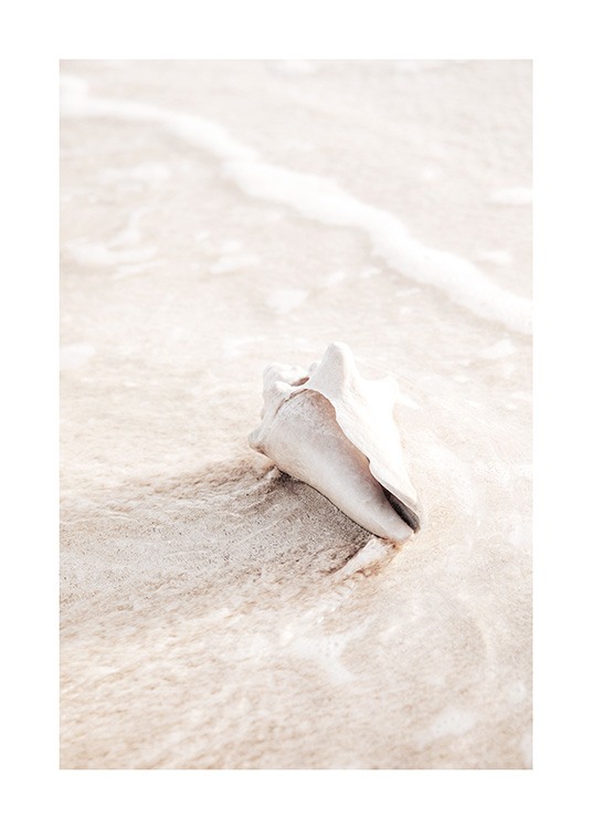  – Photograph of a light beige seashell in water and sand