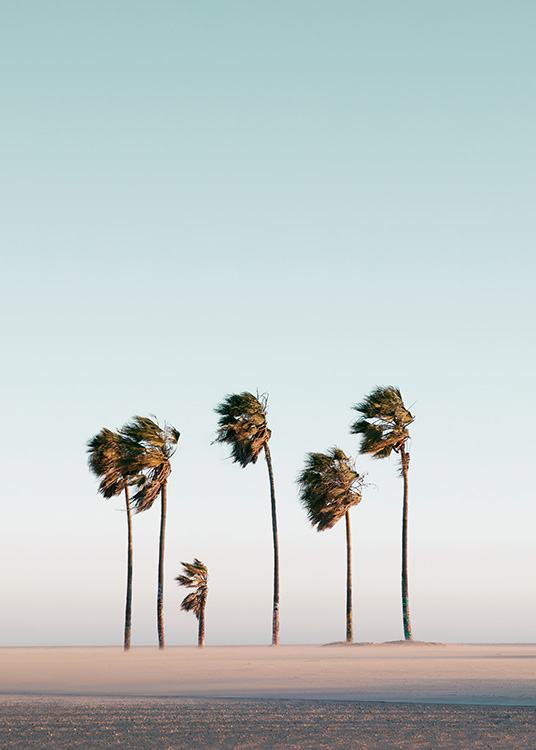 Beach Palms Poster