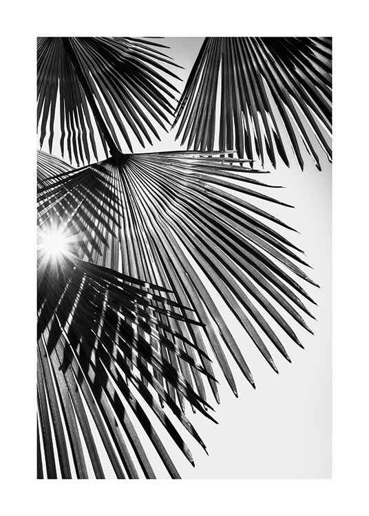 Sunlight Through Palm Leaves Poster