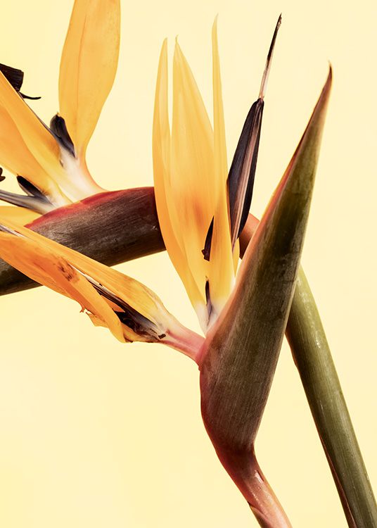 Bird of Paradise Flower Poster