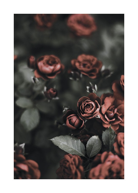 Roses In A Garden Poster