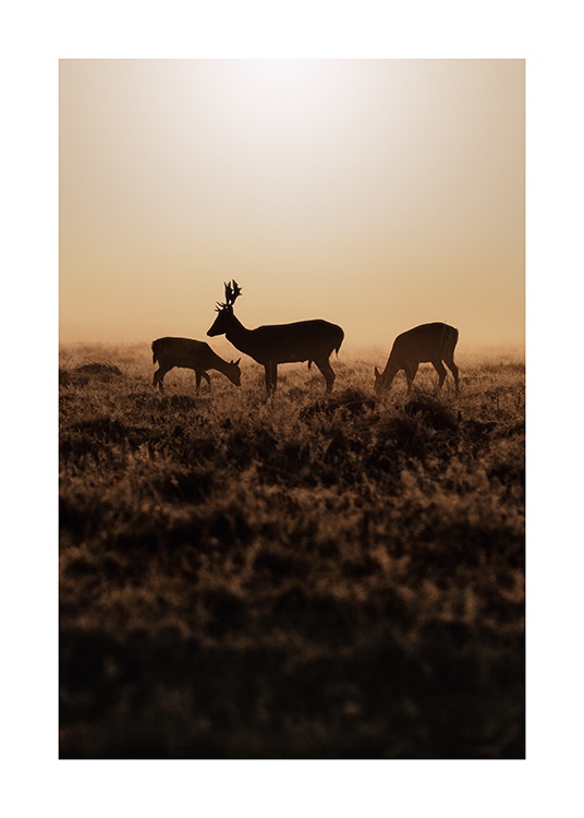 Deer in Bushy Park Poster