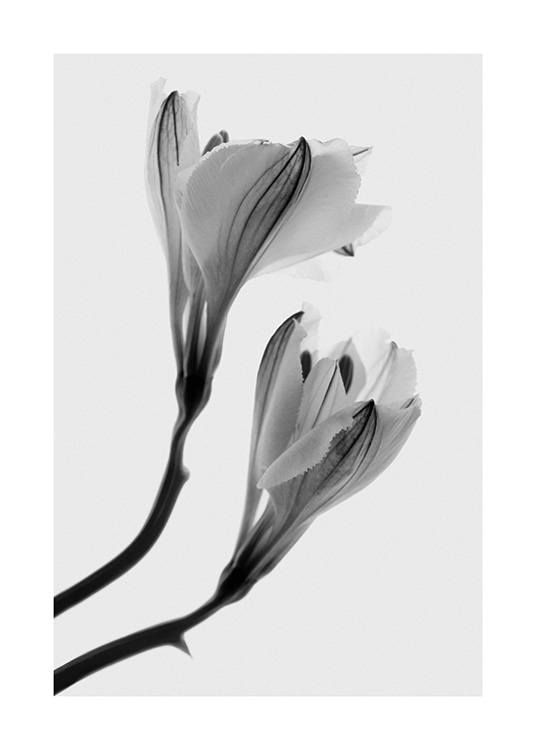 Fading Flower No2 Poster