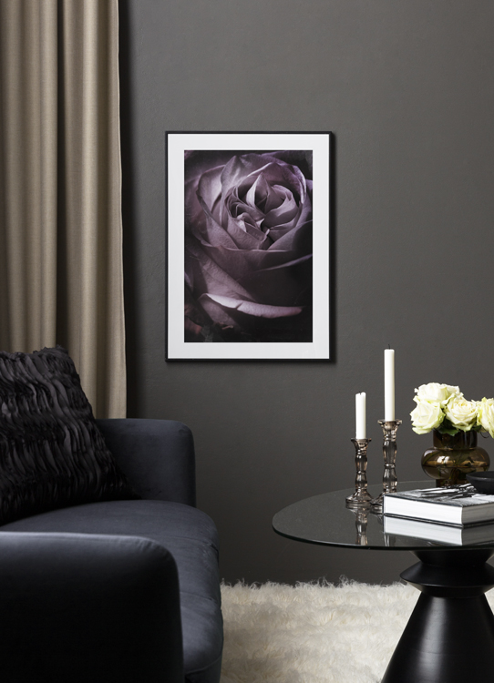  – Photograph with close up of a rose in purple with a dusty, vintage filter