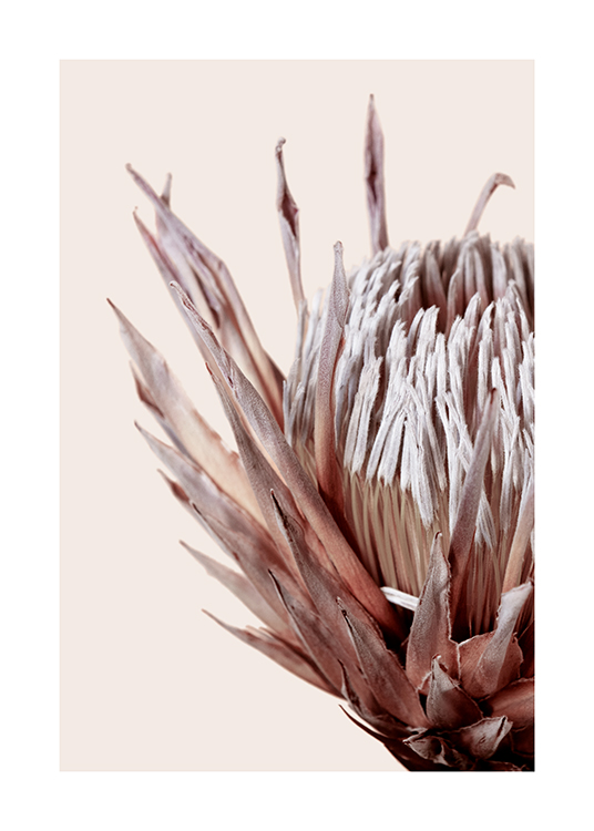 Dried Protea No3 Poster