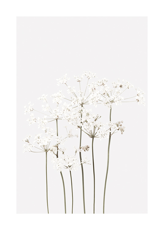 Still Life White Flowers Poster