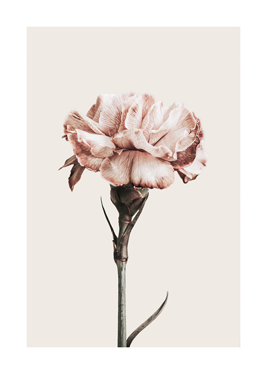 Still Life Flower Poster