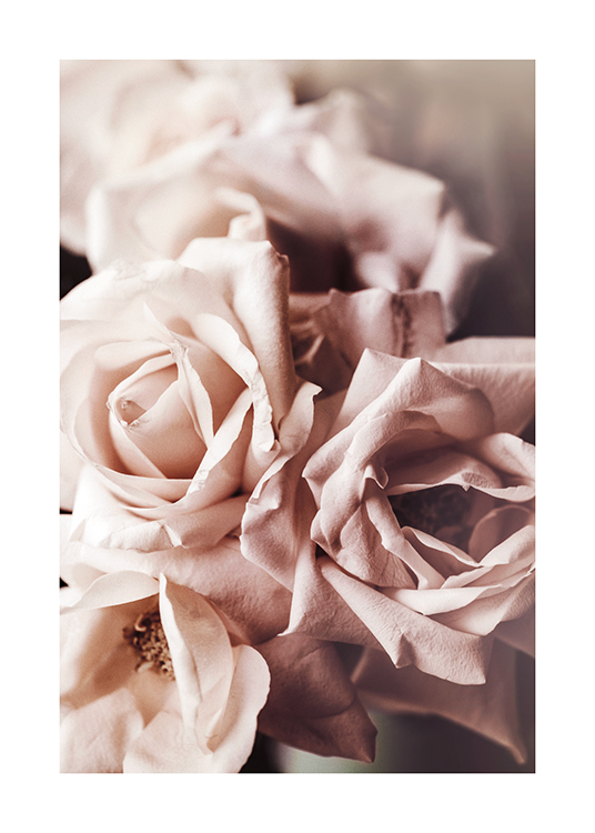 Dusty Pink Roses No1 Poster