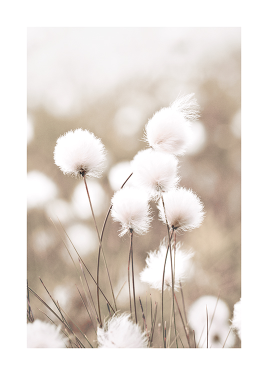  – Photograph of a group of cottongrass with white flowers, against a blurry, beige background