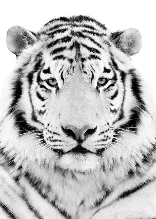 White Tiger  Poster