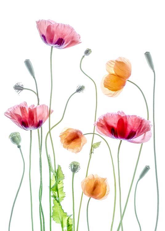 Poppies 1 Poster