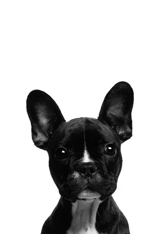 Frenchie Poster