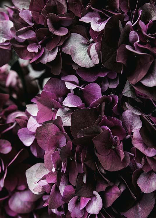 Purple Hydrangea Close Up Poster