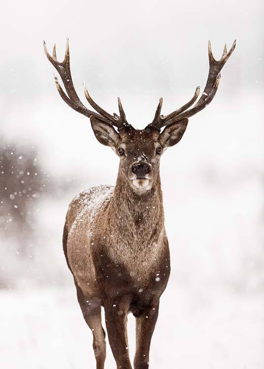 Deer Winter Landscape Poster