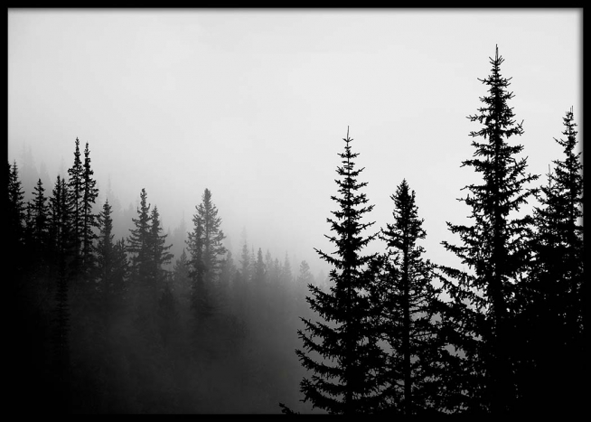 Foggy Tree Tops Poster