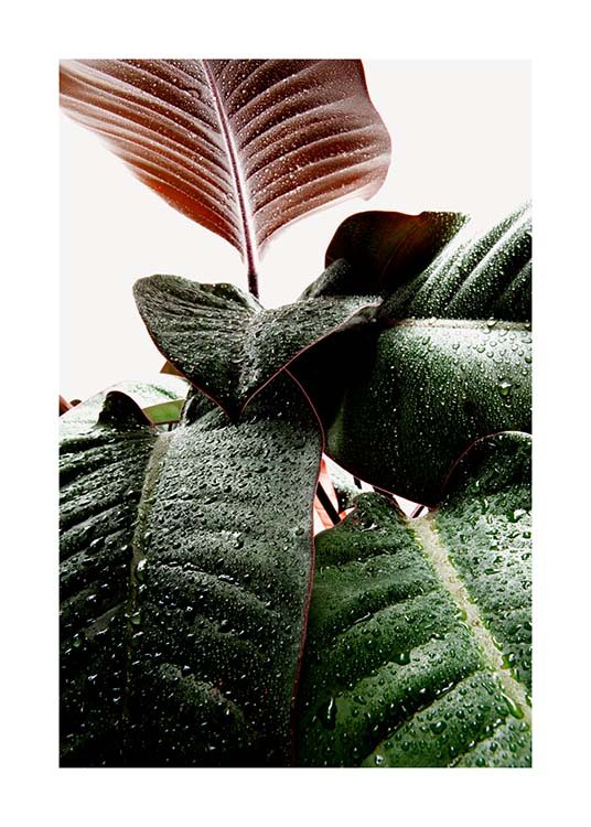 Wet Rubber Leaf One Poster