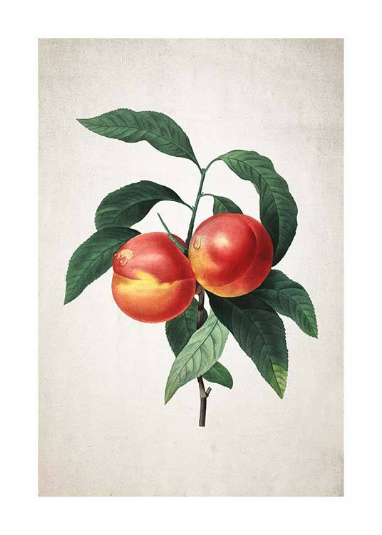 Peach Poster