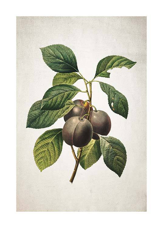 Plum Poster