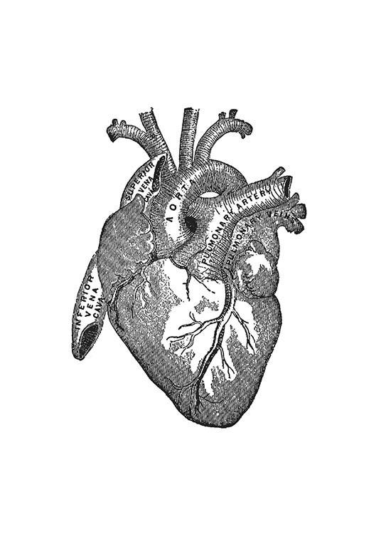 Heart Anatomy, Affischer