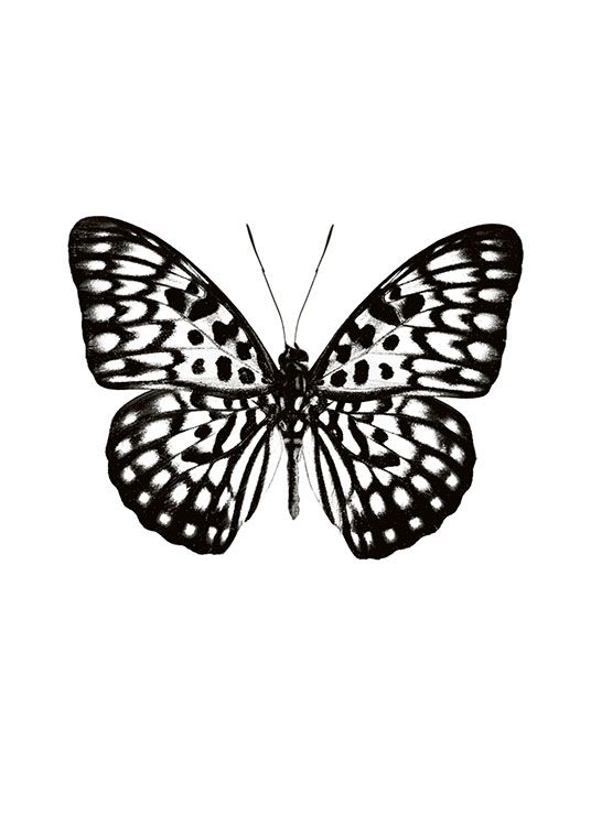 Butterfly Black And White, Poster