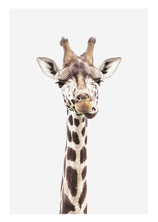 Baby Giraffe, Poster