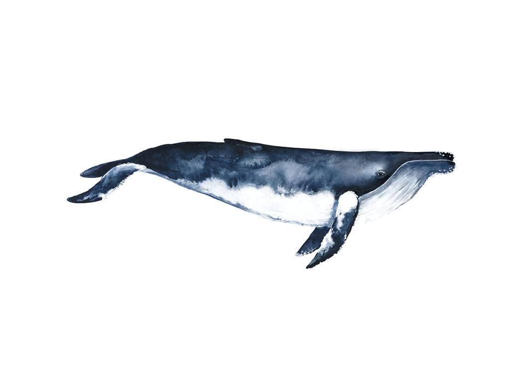 Humpback Whale, Poster