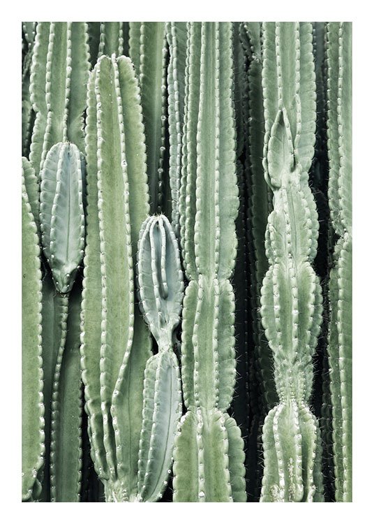 Cactus, Posters