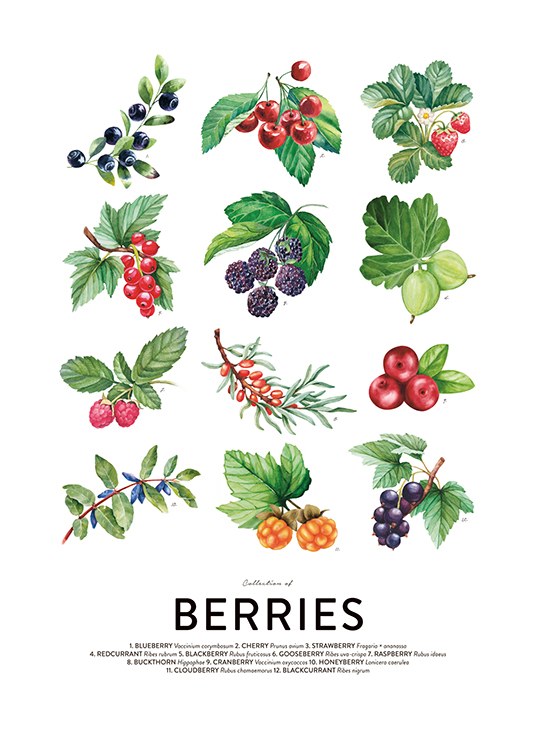 Berries, Posters
