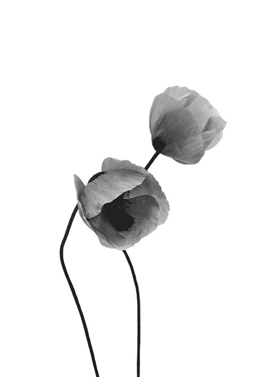 Grey Poppy Flowers, Poster